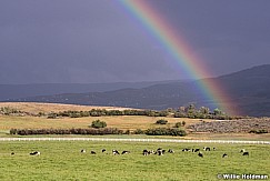Rainbow Cows Heber 091313 2169