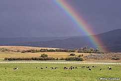 Rainbow Cows Heber 091313 2169