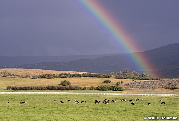 Rainbow Cows Heber 091313 2169