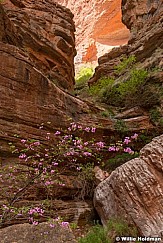 Red Bud Trees Grand Canyon 041423 2851