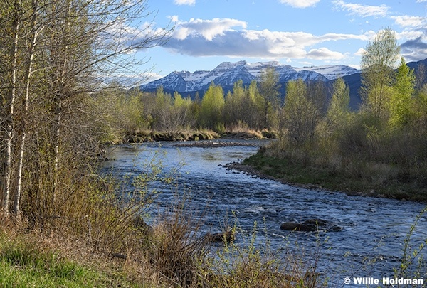 Spring Greens Provo River Timp 011426 3734