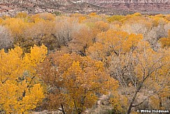 Orange Yellow Cottonwoods 110921 3084