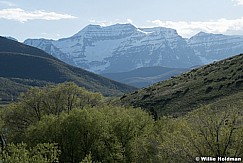 Timp Spring Greens Wallsburg 051524 9831