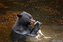 Black Bear Alaska 081916 5577