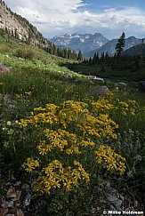 Timpanogos Yellow Flowers 063022 0622