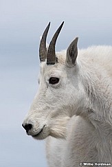 Goat Timpanogos 071715 3