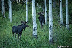 Two Bull Moose 083123 9254 3