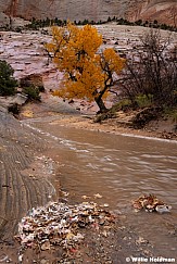 Yellow Cottonwood Rain Flood 111625 2