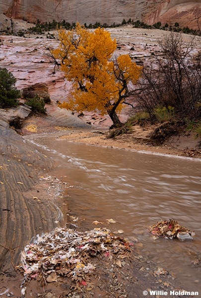 Yellow Cottonwood Rain Flood 111625 2