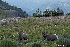 Timpanogos Big Horn Sheep 071915 0745 4