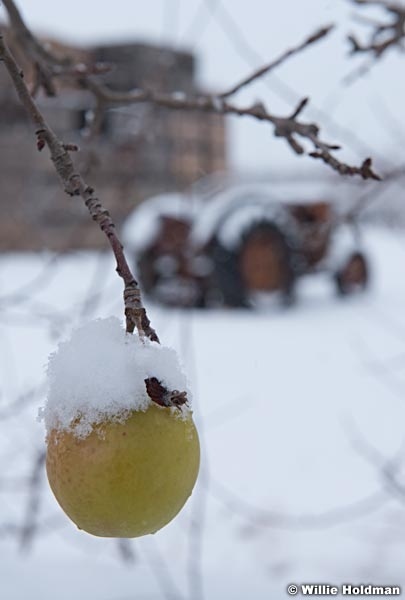 Tractor Snow Orchard 122515 1382