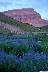 Lupine Sunrise Timpanogos 071526 5341