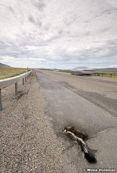 skunkroadkill072507 1365