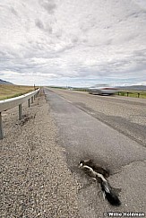 skunkroadkill072507 1365