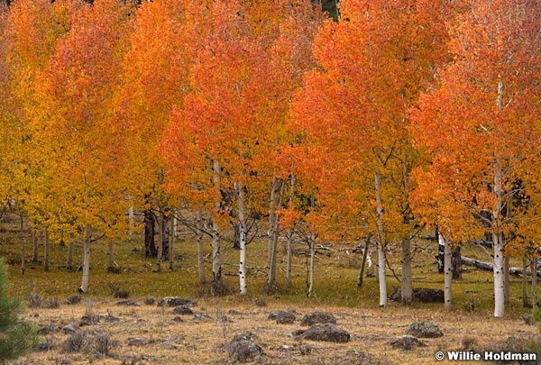 Red Boulder Aspens 1018 4651 2