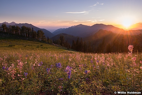 Flowers Bigcottonwood Canyon 030513 0796 2