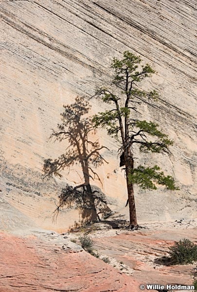 Sandstone Tree Shadow 042617 8959