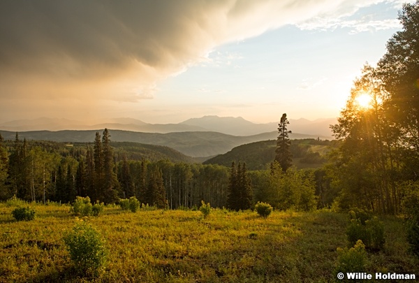Golden Light Aspens 071924 9525 2