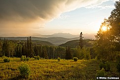 Golden Light Aspens 071924 9525 2