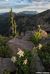 Pioneer Peak Columbine F070516 4997 4