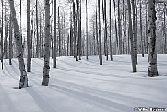 Winter Aspens 021421 2325 4