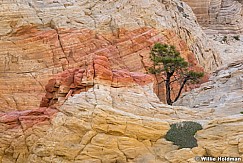 Lone Ponderosa Colorful Sandstone 071522 4001