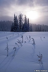 Frosty Covered Pines 123118 1999 5