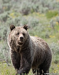 Grizzly Bear Tetons 061320 1844 2