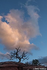 Tree Clouds Torrey 102621 9664