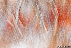 Abstractimpressions101510 7001