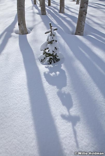 Pine Tree Shadow 041312 48