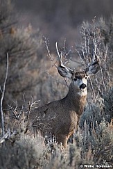 Deer in sage brush