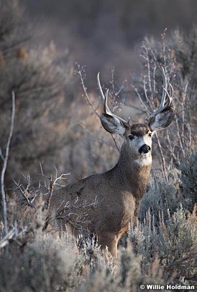 Deer in sage brush