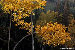 Aspen Bend 092212 638