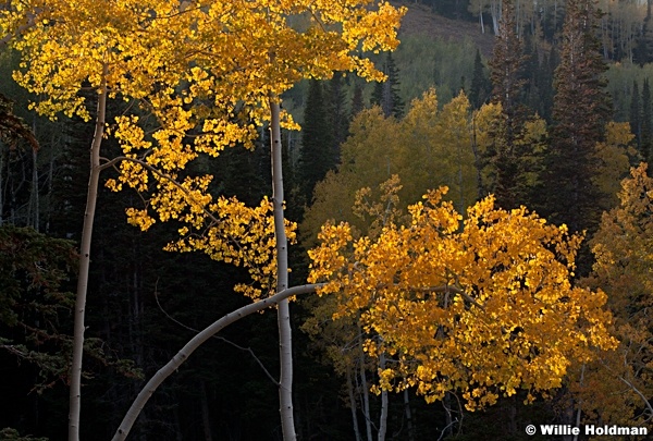 Aspen Bend 092212 638