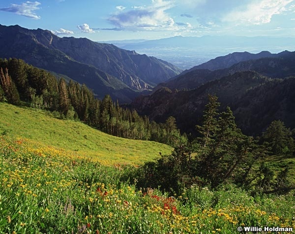 bigcottonwoodcny2006f
