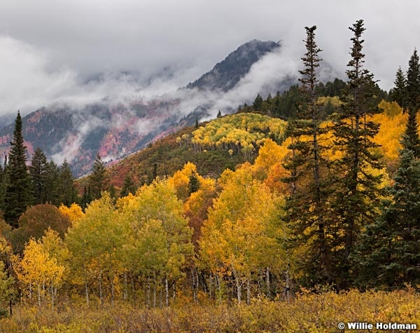 Aspens Box Elder 092512