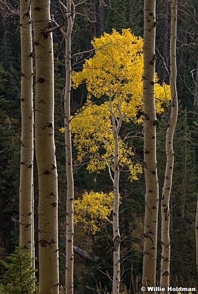 Lone Yellow Aspen 092520 0904 4