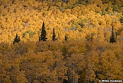 Golden Aspen Pines 100121 7368