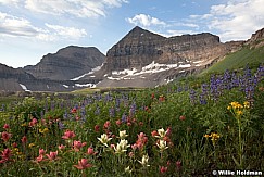 Timpanogos Wildflowers 070913 4313