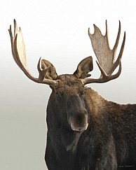 Moose112409-2550