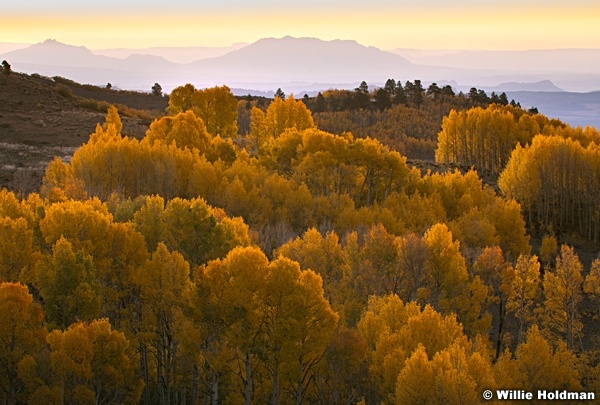 Boulder Mountain Layered Aspens 101322 2470