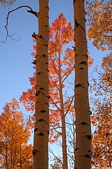 Red Aspen Framed 093026 9568