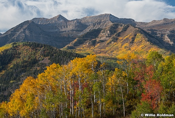 Yellow Autumn Aspens Timpanogos 100221 8399