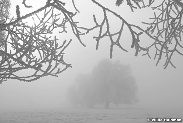 FrostytreesBW013009