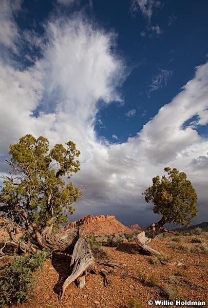 Capital Reef 051913 2669