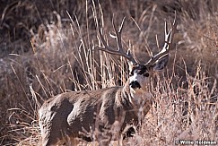 Mule Deer Buck 111318 8143 4