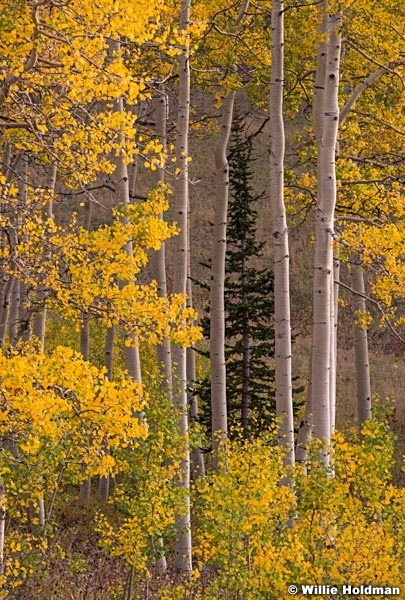 Golden Aspens 092215 7901