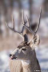 Buck Deerr Timber lakes 121921 1156