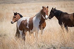 Wild Horses Colt 040320 0947 2